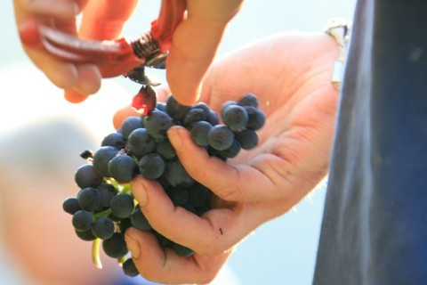 startseite weingut 01